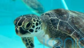 Cold-hit green sea turtles recovering at Florida marine life centre