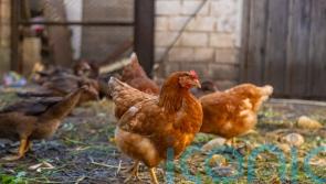 Bird flu ‘covid of poultry industry’ MPs hear, as farmers told to stay vigilant