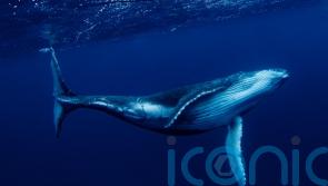 Rescuers work to free whale entangled in rope