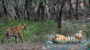 Study finds India doubled its tiger population in a decade
