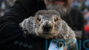 Punxsutawney Phil to give annual prediction about end of winter
