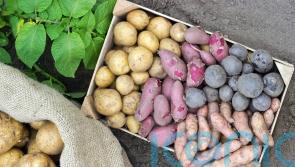 A beginner’s guide to growing potatoes