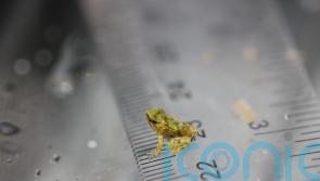 London Zoo welcomes endangered froglets after dramatic 7,000-mile rescue