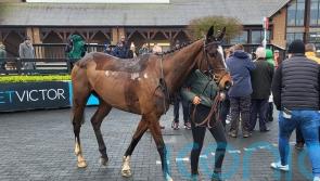 Kieswetter hoping Karbau can hit Cheltenham rivals for six