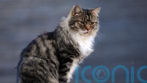 Government has ‘no intention’ of banning cats, says Swinney
