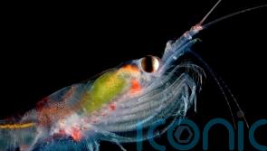 UK scientists plan to monitor krill from space as species threatened by warming