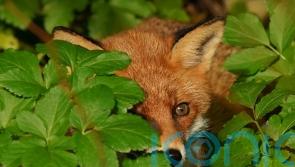 Government urged to honour manifesto pledge to ban ‘cruel’ snares in England