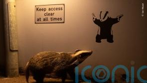 Badger snap wins over public in vote for wildlife photographer of the year