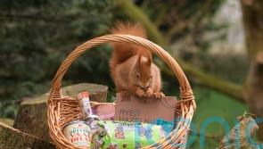 KitKats and digestive biscuits get makeover as part of nature-positive project