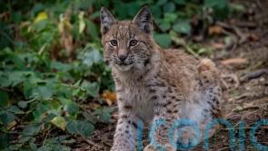 Swinney rules out reintroduction of lynx or any large carnivores in Scotland