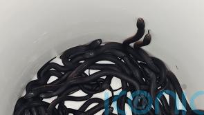 More than 100 venomous snakes removed from Australian man’s garden