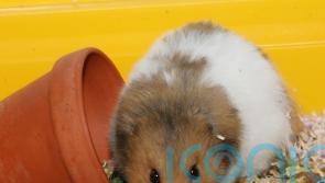 Many pet-owning couples ‘may include their animal in a cohabitation agreement’
