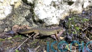 Toads on the road! Volunteers prepare for amphibian migration season