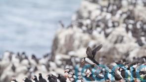 Project which monitors puffins among innovations awarded Government cash