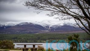 Experts working to trap illegally released ‘feral’ pigs in the Cairngorms