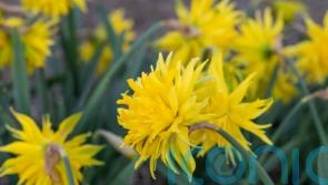 5 unusual daffodil types and how to grow them