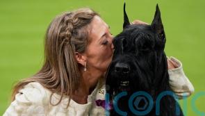 Full Monty – giant schnauzer wins top US dog show