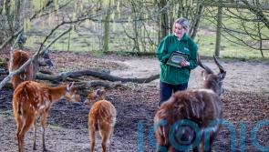 Penguins and ‘forest giraffe’ among animals totted up at Hampshire zoo