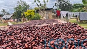 Climate change threatens Valentine’s Day gift of chocolates, charity warns