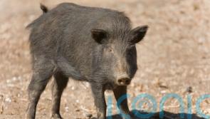 Pigs that were illegally released in the Cairngorms are captured and culled