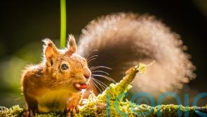 Lack of genetic diversity among red squirrels poses disease threat, study finds