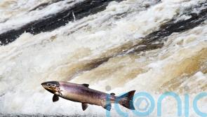 Value of salmon exports hits record high, figures show