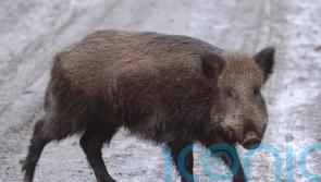 Call for ‘decisive action’ against guerrilla rewilding as pigs remain at large