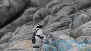 Conservationists in Valentine’s Day plea to protect ‘mating for life’ penguins