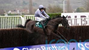 Talented My Drogo set for Haydock appearance