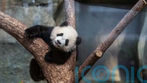 Hong Kong residents bid to name twin panda cubs who just turned six months old