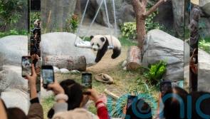 Six-month-old panda cubs make public debut in Hong Kong
