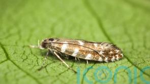 Nature lovers urged to join hunt for rare miniscule moth in Scottish mountains