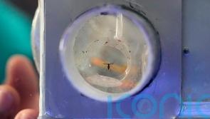 Philippines village battles dengue fever by offering bounties for mosquitoes
