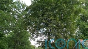 Teams work to curb environmental impact from oil spill in chalk stream