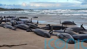 Experts give up hope for 157 false killer whales stranded on Tasmania beach