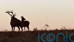 Shooting organisation warns new Bill could halve number of deer stalkers
