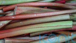 Supermarket reports surging demand for ‘flavour of the moment’ rhubarb