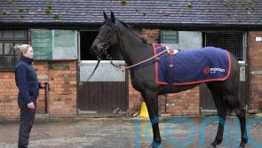 Nicholls looking to novice mares for Festival success