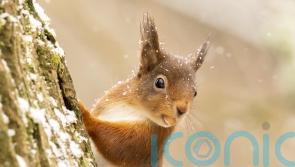 Possible squirrelpox reported further north than previous cases