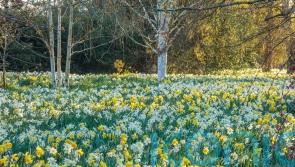 Gardens to visit for the best displays of spring bulbs