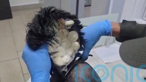 Hell toupee as cocaine found under suspect&rsquo;s wig