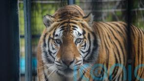 Tiger rescued from ‘appalling’ conditions to live at British zoo