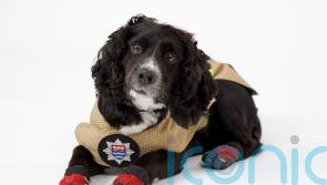 Fire investigation dog who attended Grenfell retires after 12 years of service