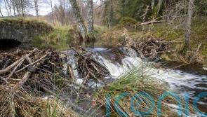 ‘When you put them back our wildlife blossoms’ – How beavers help nature, and us