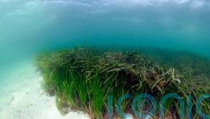 Seagrass planting bids to restore nature along Scottish coastline