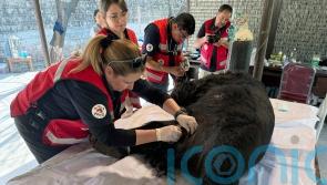 Black bear rescued from abuse and relocated in Pakistan