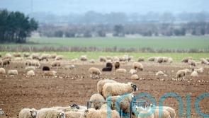 Farmers to gather in London for pancake day protest against inheritance tax