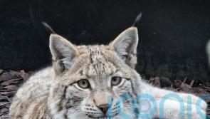Police investigate possible sighting of lynx in woodland