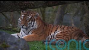 Hampshire zoo welcomes two new big cats which will be part of breeding programme