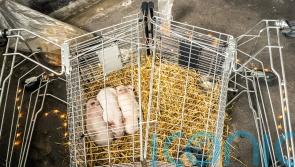 Piglets left to starve as part of controversial art exhibition stolen
